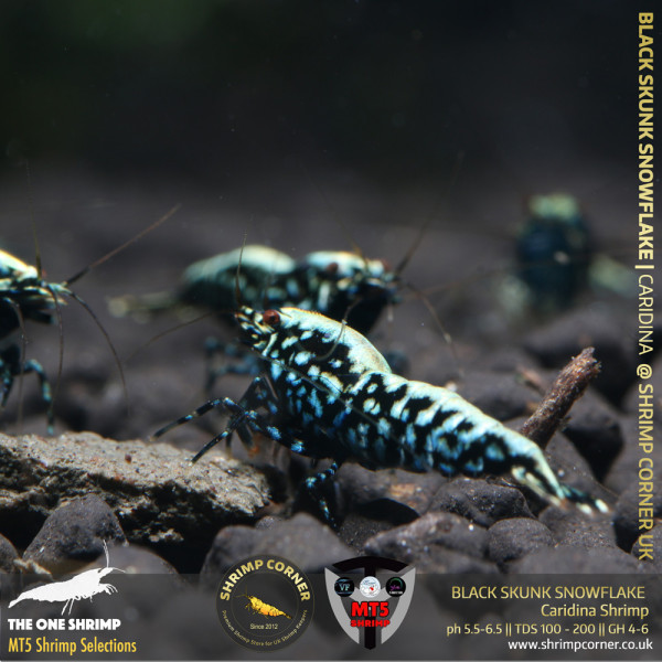 BLACK SKUNK SNOWFLAKE Shrimp | From Multi Awards Winning MT5 Shrimp