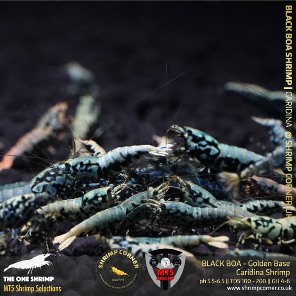 BLACK BOA with GOLDEN BASE Shrimp | From Multi Awards Winning MT5 Shrimp