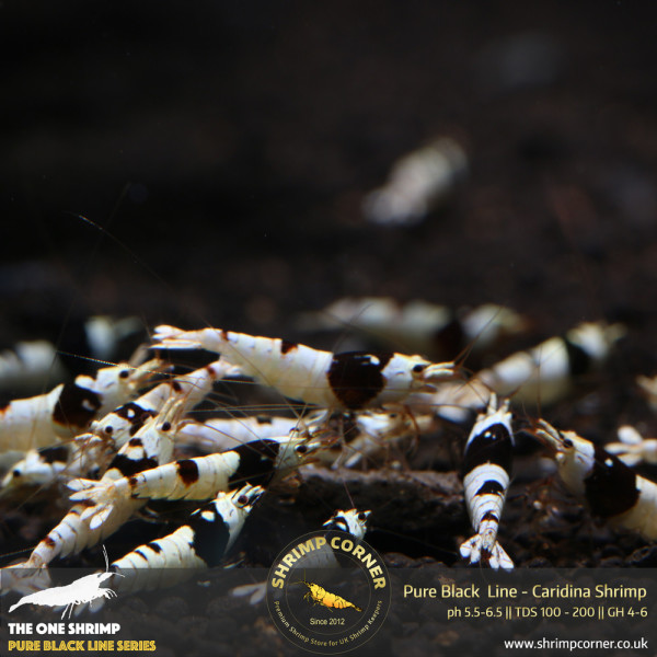 Pure Black Line - Hinomaru & No Entry Pattern