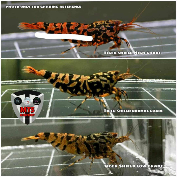 TIGER SHIELD Shrimp | From Multi Awards Winning MT5 Shrimp