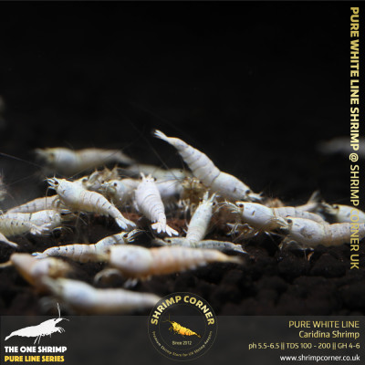 Pure White Line | Caridina Shrimp @ Shrimp Corner UK 2
