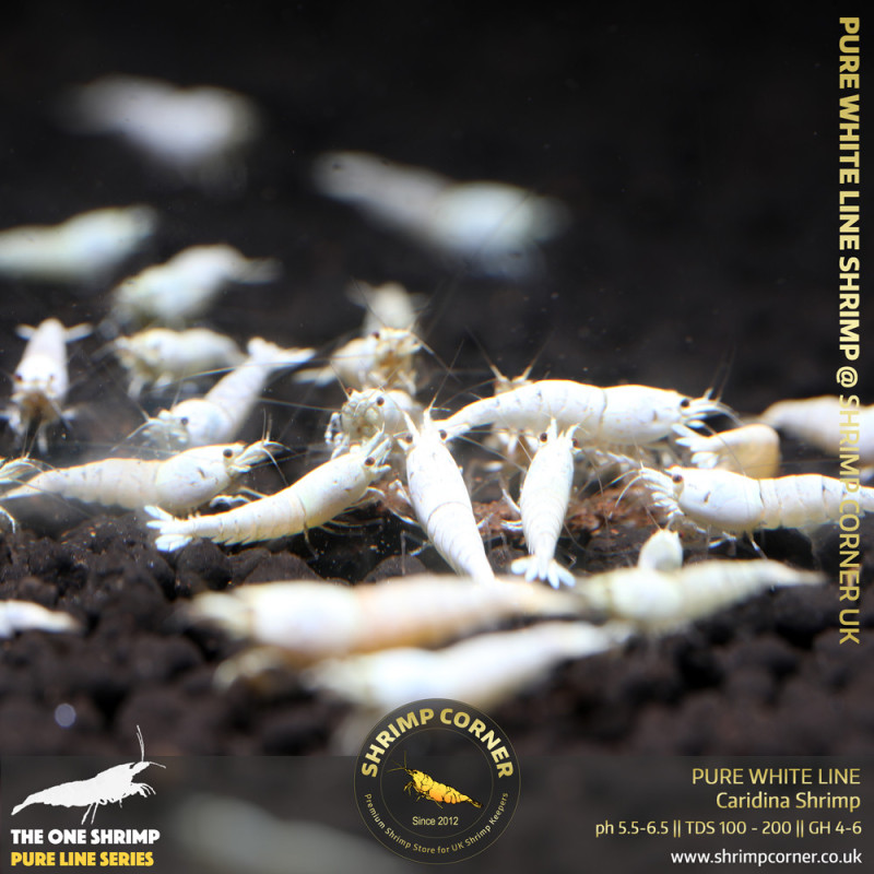 Pure White Line | Caridina Shrimp @ Shrimp Corner UK Pure White Line | Caridina Shrimp @ Shrimp Corner UK