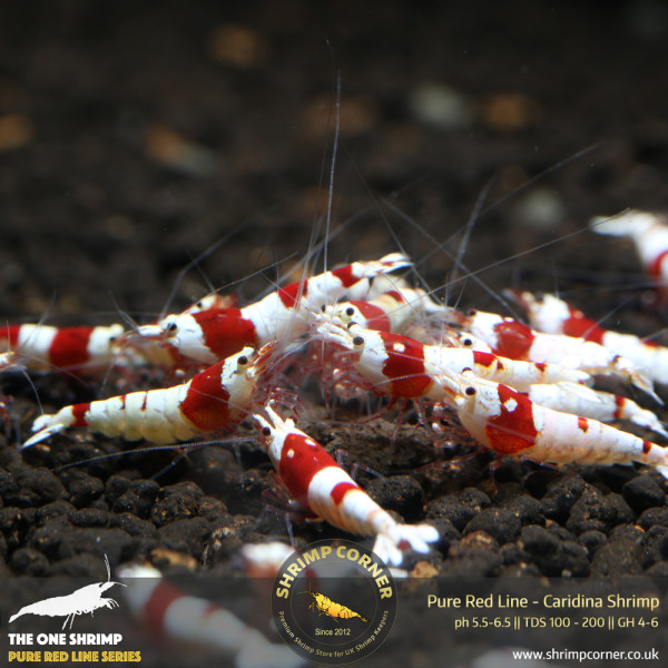 Pure Red Line - Hinomaru & No Entry Pattern