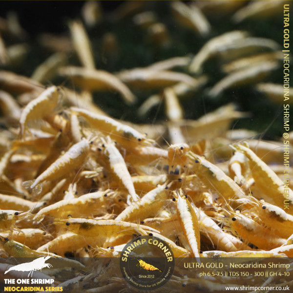 ULTRA GOLD Shrimp | with Golden Back Line