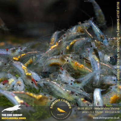 BLUE JELLY Shrimp | Neocaridina