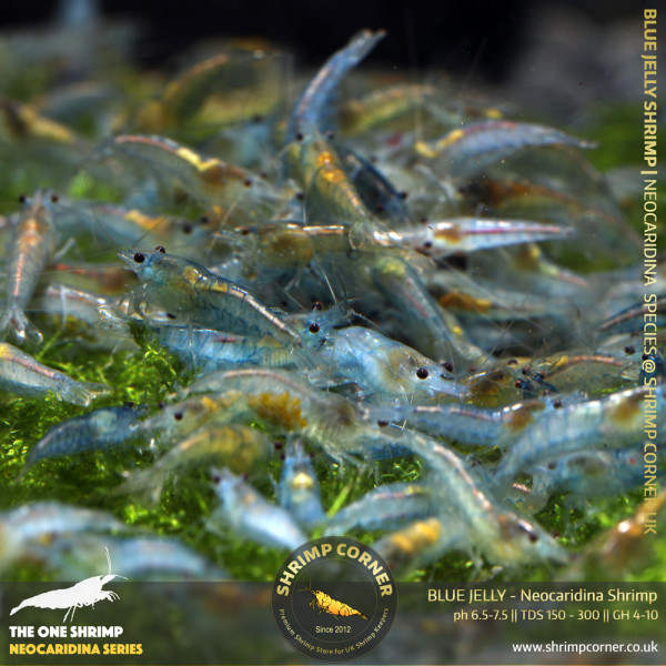 BLUE JELLY Shrimp | Neocaridina