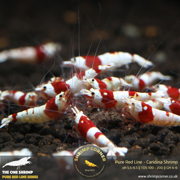 Pure Red Line - Hinomaru & No Entry Pattern