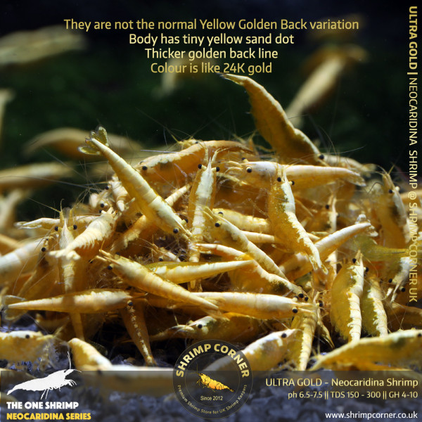 10 x  ULTRA GOLD Cherry Shrimp | High Grade with Golden Back Line