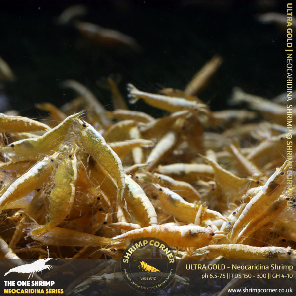 10 x ULTRA GOLD Shrimp | with Golden Back Line