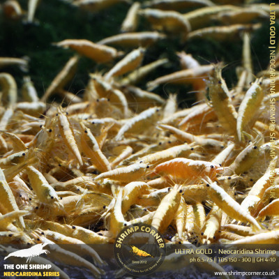 10 x ULTRA GOLD Shrimp | with Golden Back Line