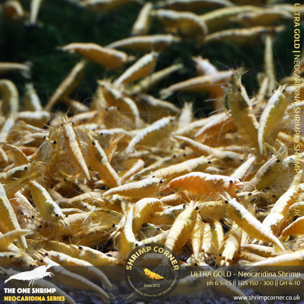 10 x ULTRA GOLD Shrimp | with Golden Back Line