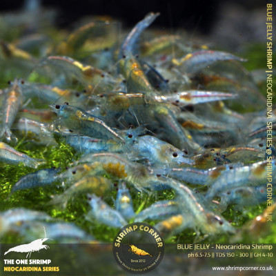 10 x BLUE JELLY | Neocaridina Cherry Shrimp
