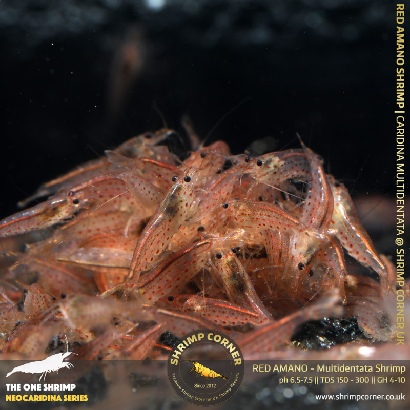 RED AMANO (small) Shrimp | Caridina Multidentata Species