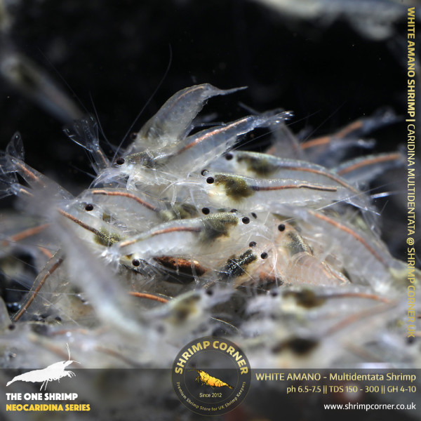WHITE AMANO (small) Shrimp | Caridina Multidentata Species