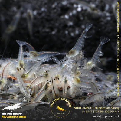 WHITE AMANO (small) Shrimp | Caridina Multidentata Species