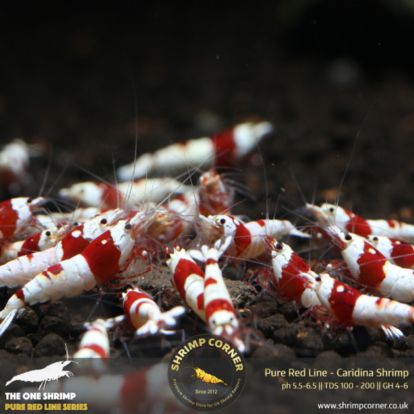 Pure Red Line - Hinomaru & No Entry Pattern