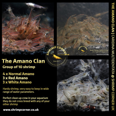 THE AMANO CLAN Shrimp | Caridina Multidentata Species