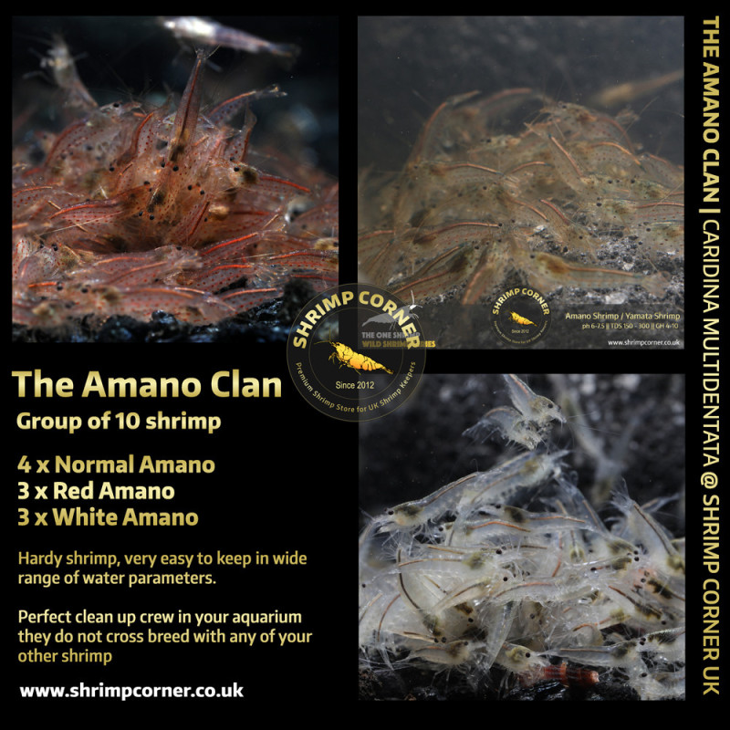 THE AMANO CLAN Shrimp | Caridina Multidentata Species