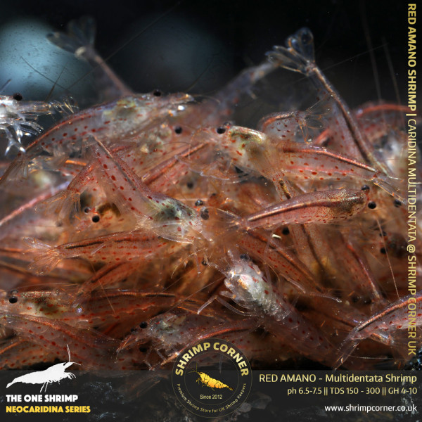 THE AMANO CLAN Shrimp | Caridina Multidentata Species