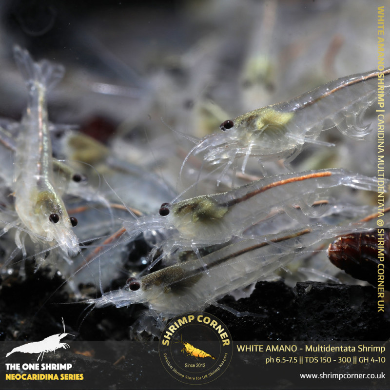 Group of 10 x WHITE AMANO (small) Shrimp | Caridina Multidentata Species