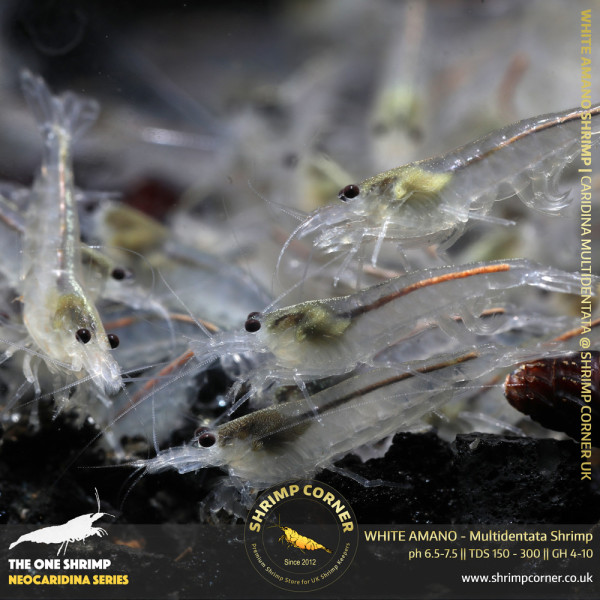 Group of 10 x WHITE AMANO (small) Shrimp | Caridina Multidentata Species