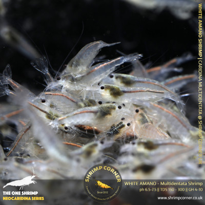 Group of 10 x WHITE AMANO (small) Shrimp | Caridina Multidentata Species