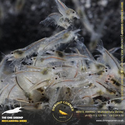 Group of 10 x WHITE AMANO (small) Shrimp | Caridina Multidentata Species