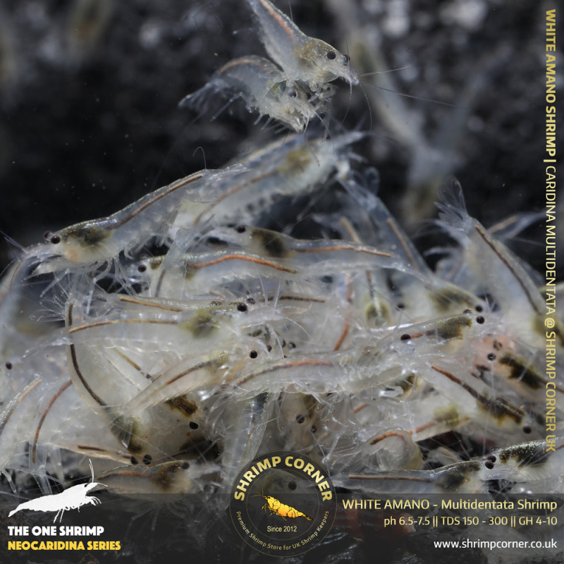 Group of 10 x WHITE AMANO (small) Shrimp | Caridina Multidentata Species