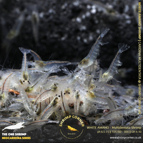 Group of 10 x WHITE AMANO (small) Shrimp | Caridina Multidentata Species