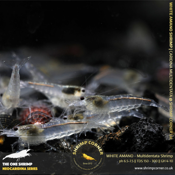 Group of 10 x WHITE AMANO (small) Shrimp | Caridina Multidentata Species