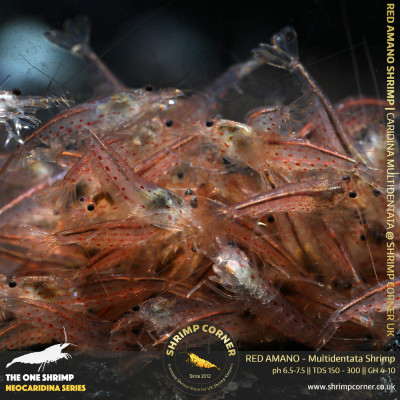 Group of 10 x RED AMANO (small) Shrimp | Caridina Multidentata Species 2