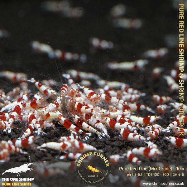 Group of 10+1 x PURE RED LINE Shrimp (0.9 to 1cm) | aka Crystal Red Shrimp