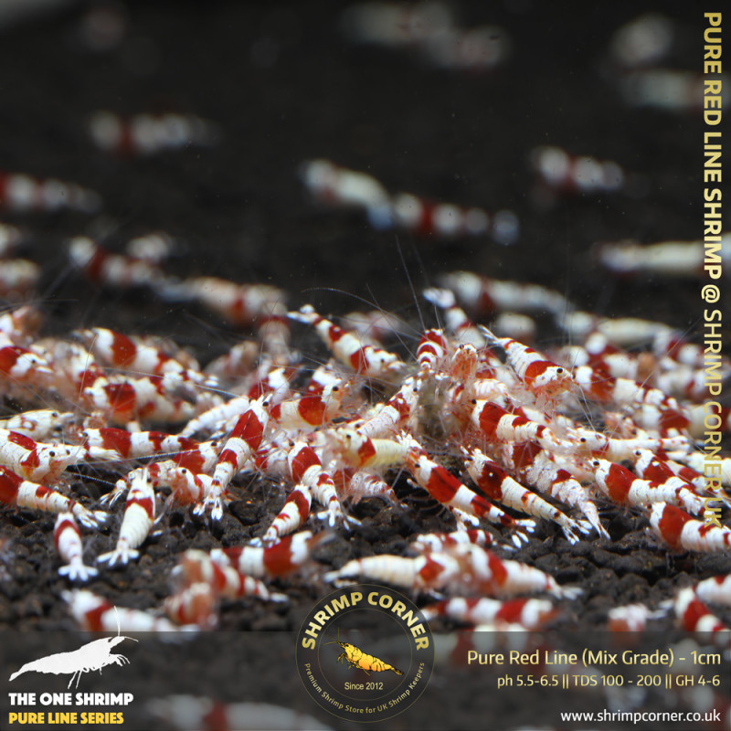 Group of 10 +1  x PURE RED LINE Shrimp - Common A-S Grade