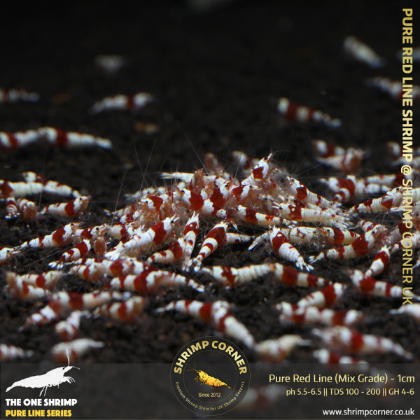 Group of 10 +1  x PURE RED LINE Shrimp - Common A-S Grade