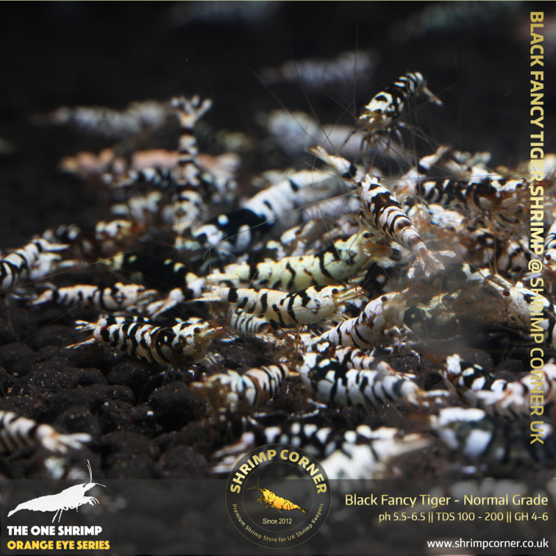 Group of 10+1 x Black Fancy Tiger - Common Grade