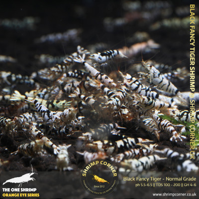 Group of 10+1 x Black Fancy Tiger - Common Grade