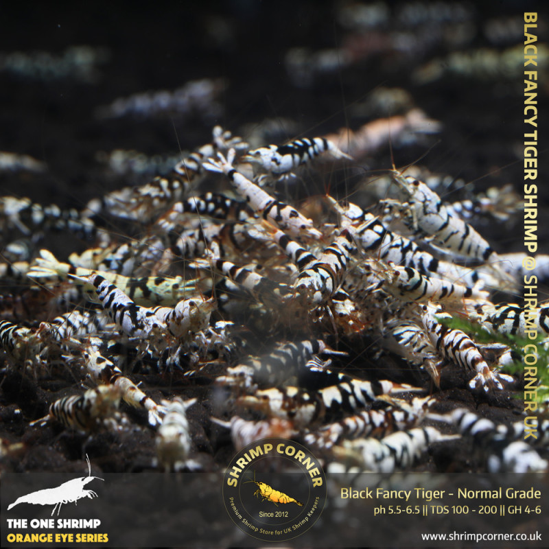 Group of 10+1 x Black Fancy Tiger - Common Grade