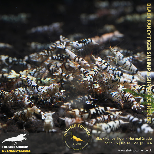 Group of 10 + 1 x BLACK FANCY TIGER Shrimp | Common Grade