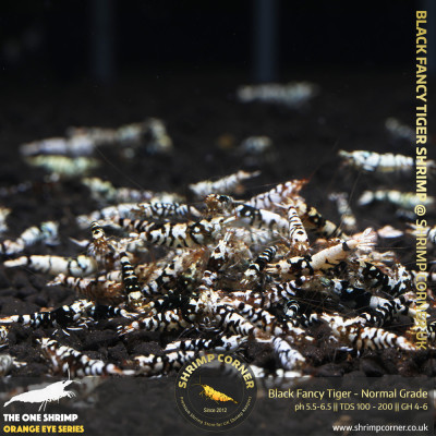 Group of 10+1 x Black Fancy Tiger - Common Grade