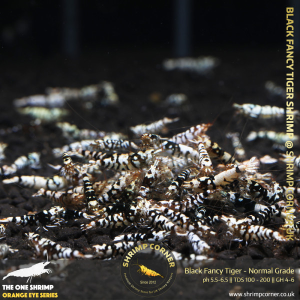 Group of 10+1 x Black Fancy Tiger - Common Grade