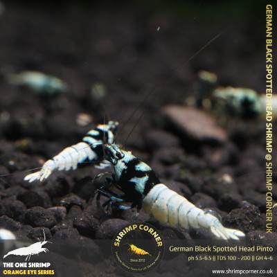 German Black Spotted Head Pinto 2