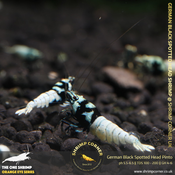 German Black Spotted Head Pinto