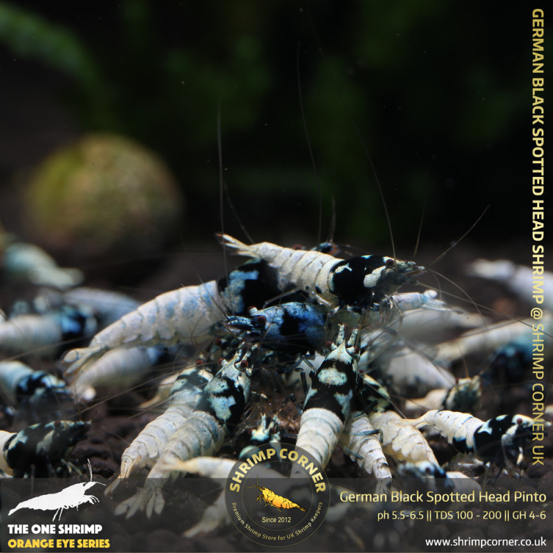 German Black Spotted Head Pinto