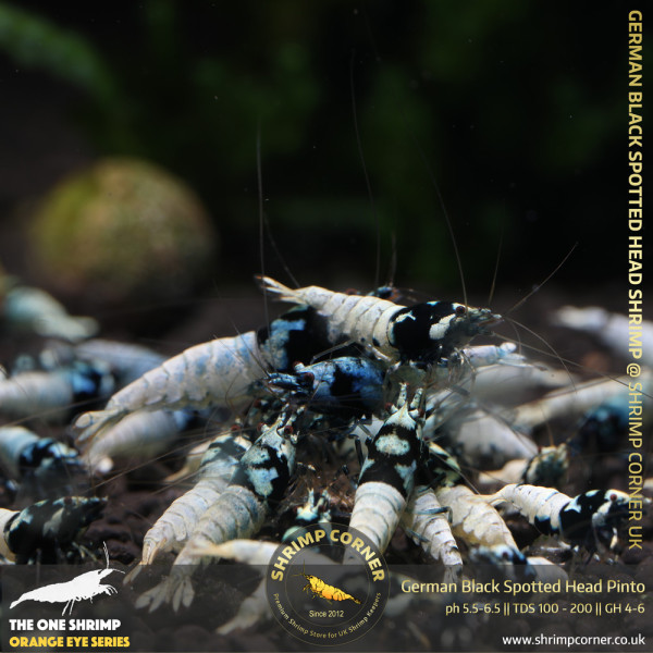 BLACK SPOTTED HEAD Pinto | Caridina Species