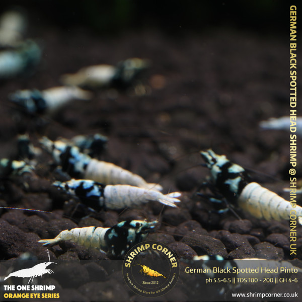 German Black Spotted Head Pinto