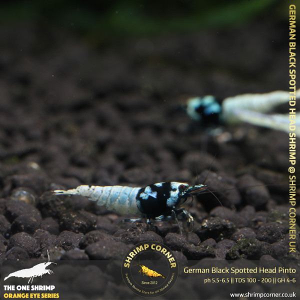 German Black Spotted Head Pinto