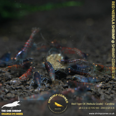 Red Nabula Tiger Shrimp @ Shrimp Corner