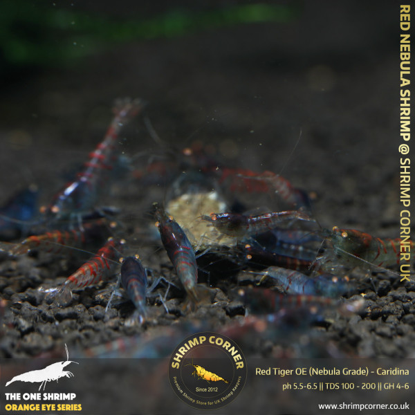 Red Nabula Tiger Shrimp @ Shrimp Corner