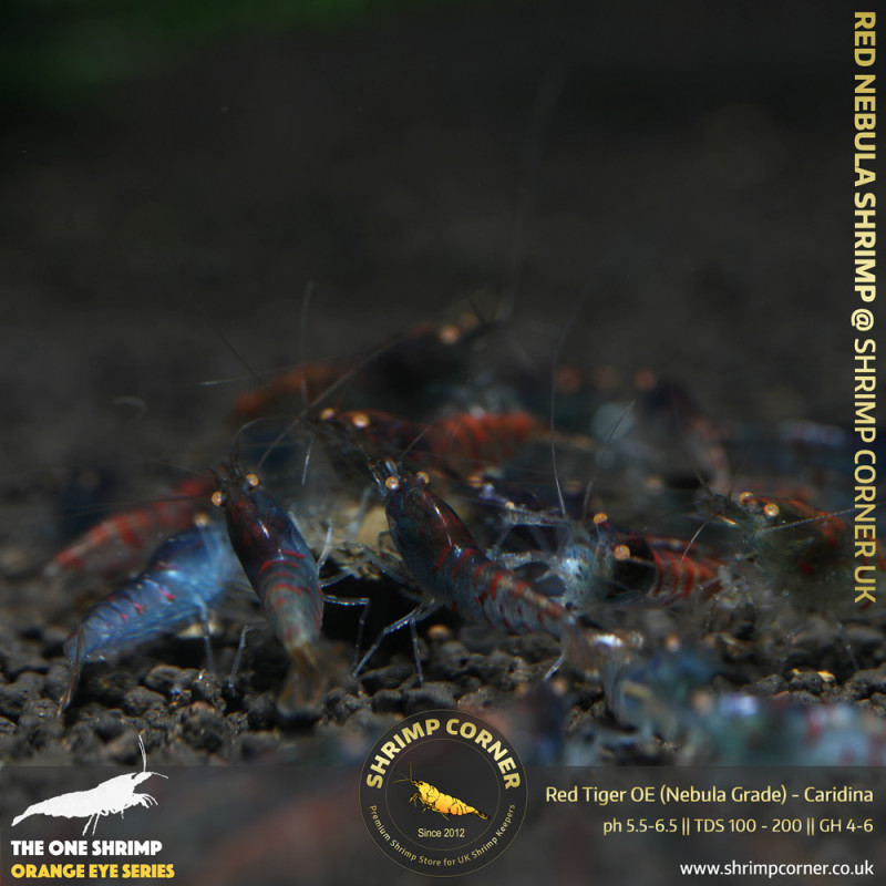 Red Nabula Tiger Shrimp @ Shrimp Corner