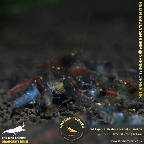 RED TIGER ORANGE EYES - NEBULA Grade | Caridina Species